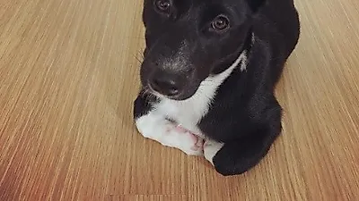 정인 반려견, 참을 수 없는 귀여운 존재