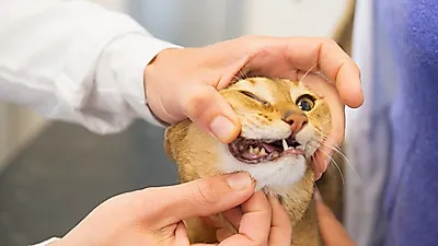 반려묘 양치질 방법 5단계