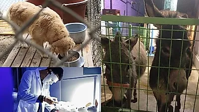 농식품부, '내장형칩 의무화' 등 동물복지 5개년 종합계획 발표