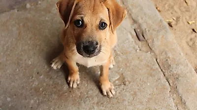 犬を迎える前に自分に問いかけるべきこと