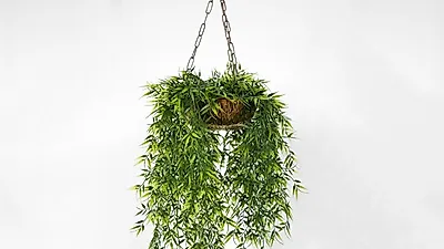 Plantas colgantes, un toque clave en la decoración de interiores: ambientes variados con vegetación suspendida