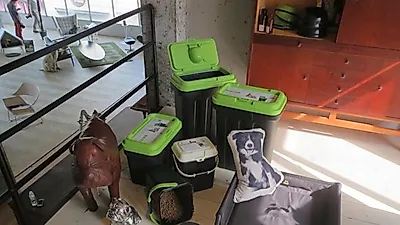 멜슨, 'House for pets' 작품 전시회에 참가