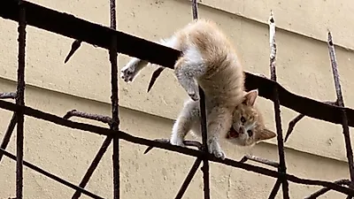 부산 남구서 새끼 고양이 '창살'에 꽂힌 채 발견