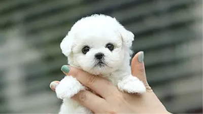 강아지 및 고양이 분양 ‘아담스펫’, 절감된 분양가 선보여