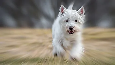 그들만의 광란의 질주? 반려견이 우다다 하는 이유는?