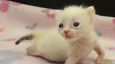 다리가 휜 채 태어난 새끼고양이