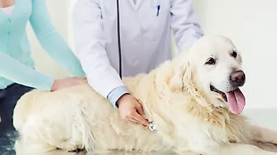 정부, 반려동물 진료비 부담 완화 위한 정책 마련 착수