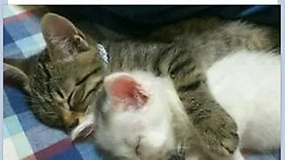 다정하게 꿀잠자는 고양이...너무 귀요미