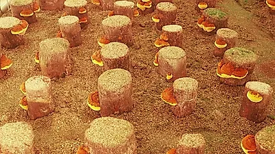 상황버섯 효능, 항암 효과 커…'뽕나무 상황버섯·자연산 상황버섯 맛있게 먹는 방법'