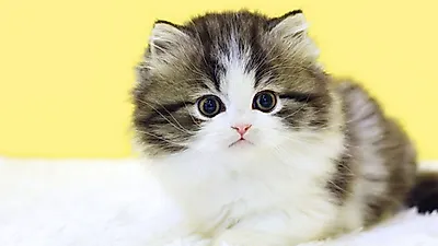 프리미엄 고양이 분양샵 나비캣, 10년 이상의 경력을 토대로 다양한 서비스를 제공해