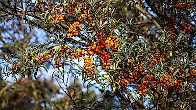피부에 좋은 비타민 나무 열매 가루 먹는 법과 부작용