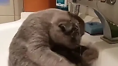 머리도 척척 감아내는 고양이