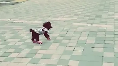 새 쫒아 펄쩍 펄쩍 뛰는 태연 반려견 '심쿵 뒷태'