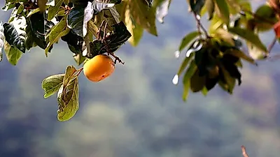 가을에 나는 천연보약 '단감'? 칼로리 낮아 다이어트에도 효과적