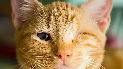 장애 가진 고양이 찍는 전문 사진사