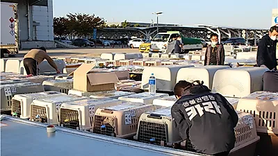 악명 높던 '부산 구포개시장' 폐쇄 후…구조견 84마리 모두 '꽃길행'