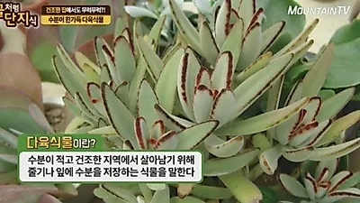 '마운틴 TV특강 꿀단지' 건조한 집안에서 잘 버티는 식물은
