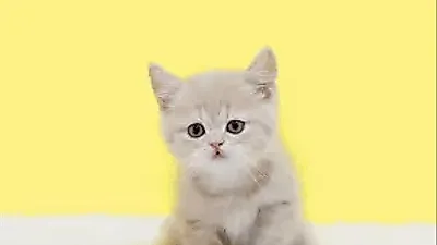 고양이분양샵 나비캣, 건강한 고양이를 엄선하여 합리적인 분양가로 분양해