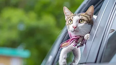 愛猫とのドライブを楽しむ方法