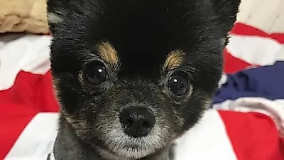 리지, 밤하늘처럼 새까만 반려견