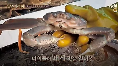 대게의 맛을 제대로, '수요미식회 대게'에 나온 다양한 알찬 대게 전문점들