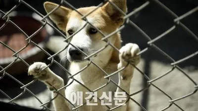 금천구, 유기동물 입양하면 30만원 지원