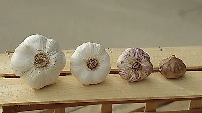 겨울철 당뇨에 좋은 음식은? 새로운 슈퍼푸드, '코끼리마늘'이 뜨고 있다!