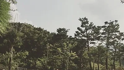 임수향, 반려견과 평화로운 산책 중 "강형욱선생님 동영상 강추합니다"
