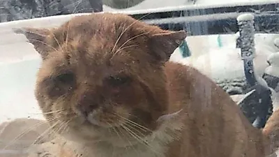 “도와주세요 똑똑” 동상 걸려 창문 두드린 고양이