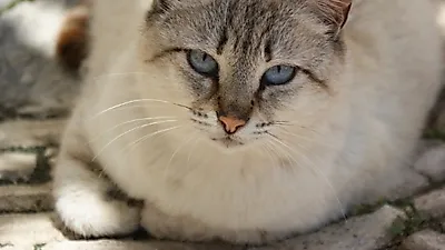 비만 고양이 심바, 새로운 가정에 입양