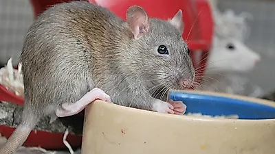 반려쥐, 입양 시 서교열 주의해야…면역력 약하면 합병증 유발할 수도