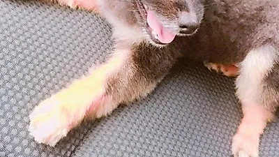 리지 반려견 짜장이, 깜찍 비주얼 "너의 자리"