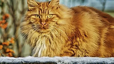 페르시안 고양이, 반려묘 사이서 인기 몰이