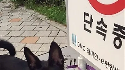 정인 반려견, 더운 여름에 혀 빼꼼 "애썼네"