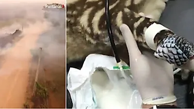 화재로 심한 화상 입은 아마존 야생동물, 치료법은 '물고기 껍질'이다?