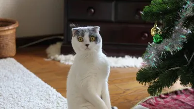 두 발로 서있는 고양이, 뭘 원하는 걸까?
