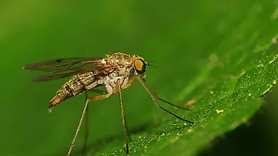 여름철 주의 질병, 모기를 통해 전염되는 일본뇌염 증상과 예방법
