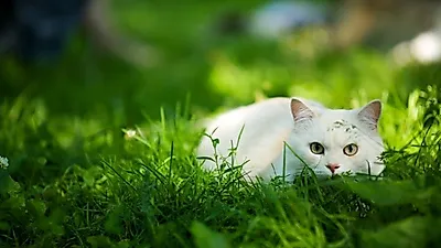 고양이의 '킬러'본능 명심해야