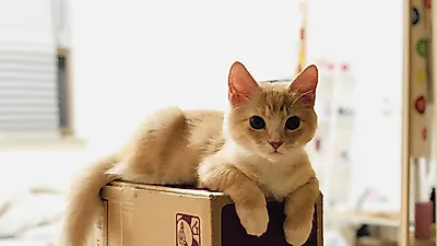 사람이 먹는 음식, 고양이한테 줘도 될까?..고양이 간식으로 좋은 음식