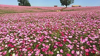 [전국 가볼만한곳] '2018년 가을꽃 축제' 총정리…서울 근교 경기도부터 영광·하동까지