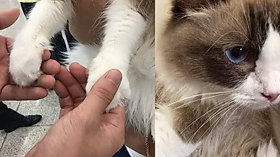 고경표, 고양이와 '질투의 화신' 본방사수 독려 '심쿵'