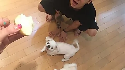 엠버 강아지처럼 앉아 "나도 감자 한입!"