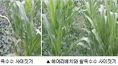 [귀농팁] 찰옥수수 재배 시, 풋거름작물을 사이짓기