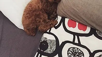 엄현경 반려견, 나른한 일상 "엄마도 퇴근하고싶다"
