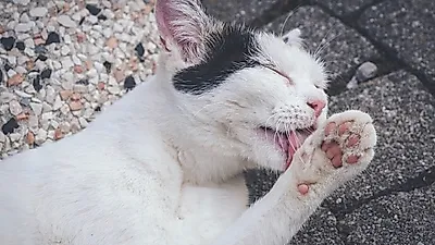 고양이도 더우면 ‘땀’ 흘릴까?