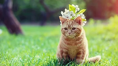 고양이 수명과 고양이 천적 등 다양한 고양이에 관한 정보
