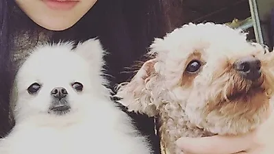 공승연, 반려견 품에 꼭 안고 "셋 다 부은듯..."