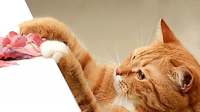 고기 없이 살 수 없는 고양이