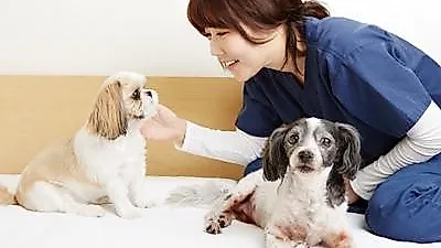 'TV 동물농장' 박정윤 수의사, '바보 똥개 뽀삐' 에세이 출간