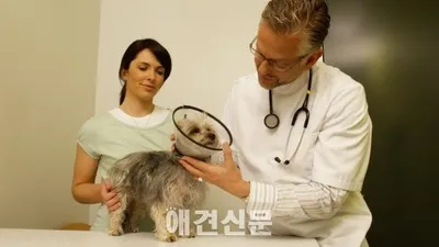 [한두환 변호사의 법률상식 ④] 보호자와 반려동물의 교통사고 Part1